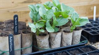 how to grow broad beans: toilet roll containers for beans