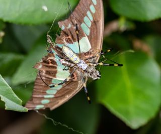 Joro spider eating butterfly