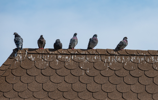 Pigeon on a roof with dropping