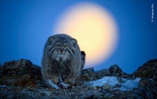 A cat faces the camera in front of the moon.