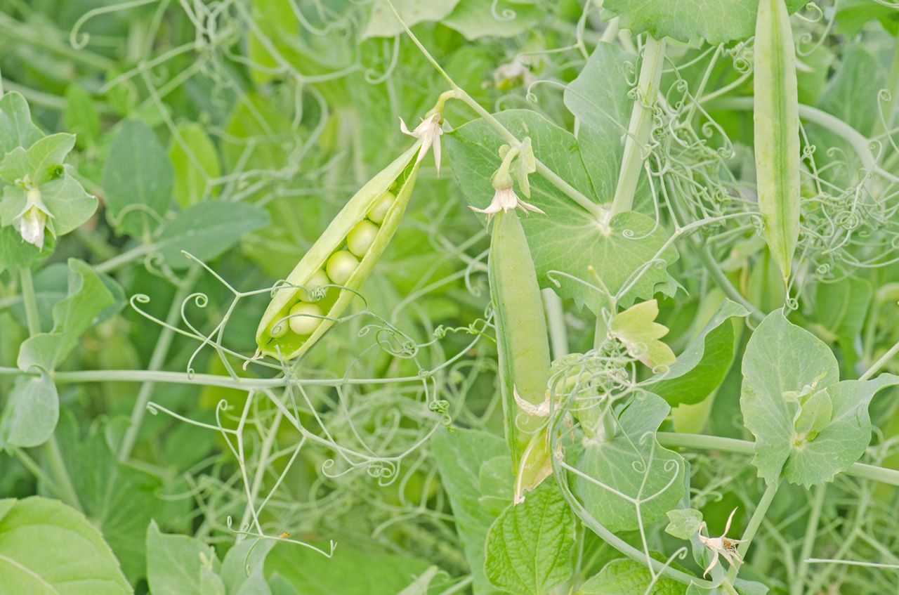 Pea Plant