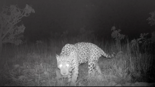 An image still of a jaguar captured on a camera trap.