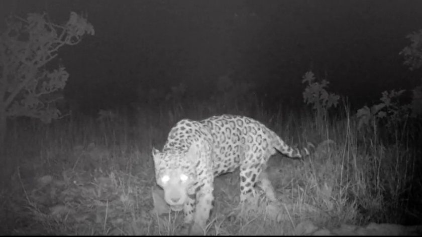 An image still of a jaguar captured on a camera trap.
