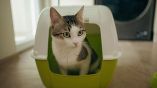 cat looking out the front of a covered litter box