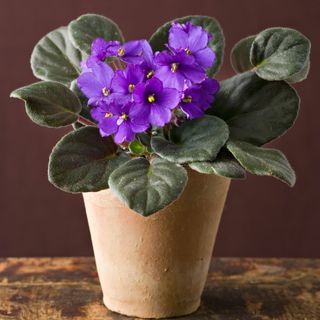 A houseplant with furry green leaves, purple Saintpaulia, growing in a pot