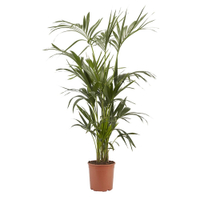 Kentia Palm in 24cm pot | £52 at B&amp;Q