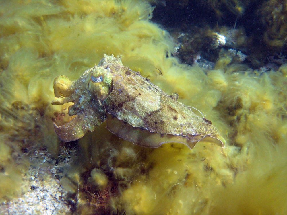 Camouflaged giant Australian cuttlefish.