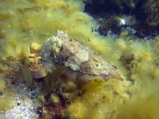 Camouflaged giant Australian cuttlefish.