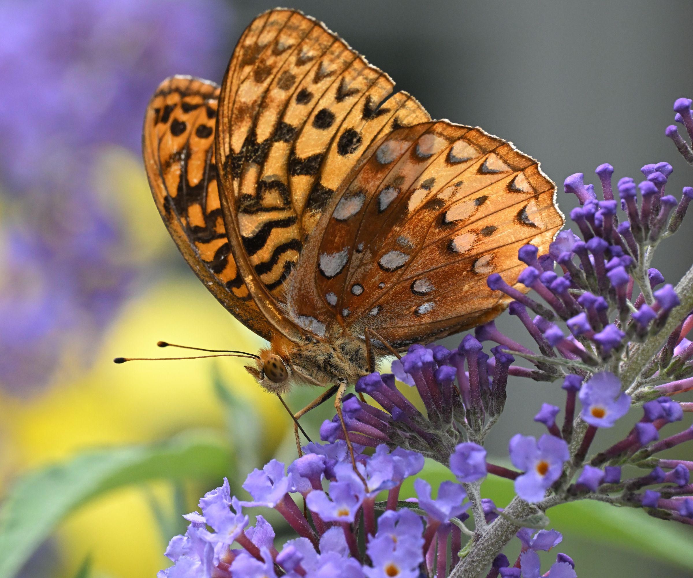 Great spangled fritillary on butterfly bush in garden, with defocused background and copy space