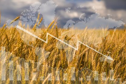 Wheat on the background of stock charts, farming concept