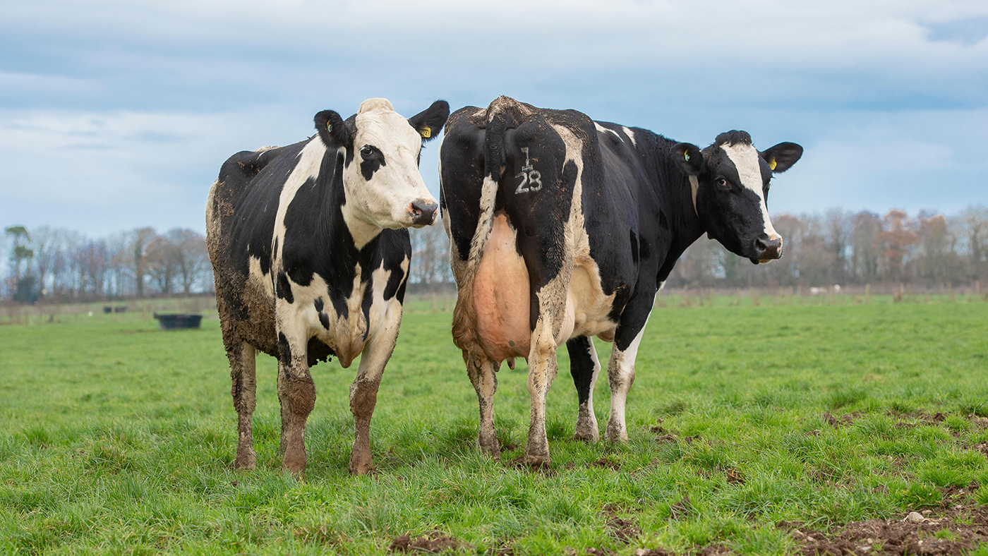 Holstein dairy cows, Wales.