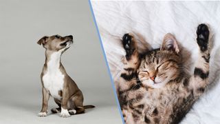 Photo of a puppy against a gray backdrop compared against a photo of a cat, sleeping on its back.