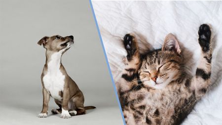 Photo of a puppy against a gray backdrop compared against a photo of a cat, sleeping on its back.
