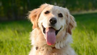 One of the best dog breeds for first-time owners: Close up of Golden Retriever outside looking at camera happily with tongue out