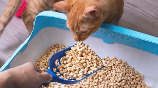 ginger cat interacting with clean litter in the scoop