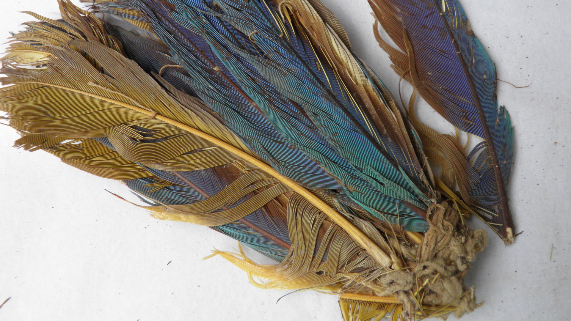 A small pile of ancient feathers shows purple and blue and yellow colors amidst the ornaments