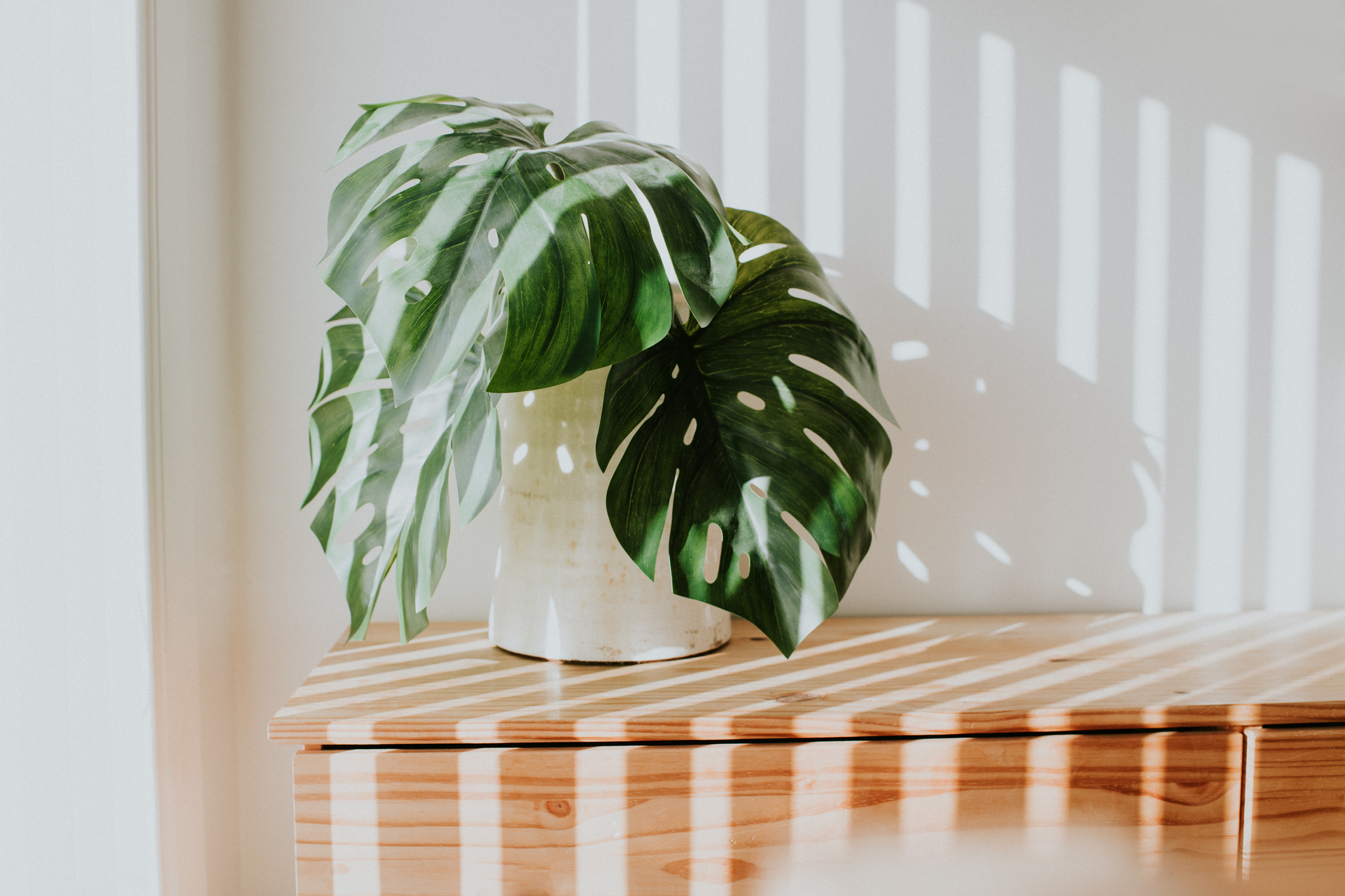 wooden unit in the sunlight