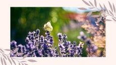 Pale yellow butterfly sat on a lavender sprig in garden to support Monty Don butterfly tip