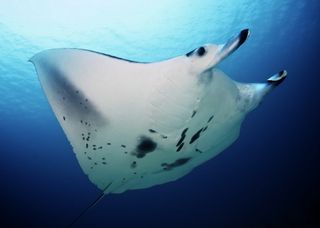 Manta ray swimming