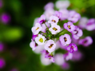 GuruShots - Fragrant Flowers