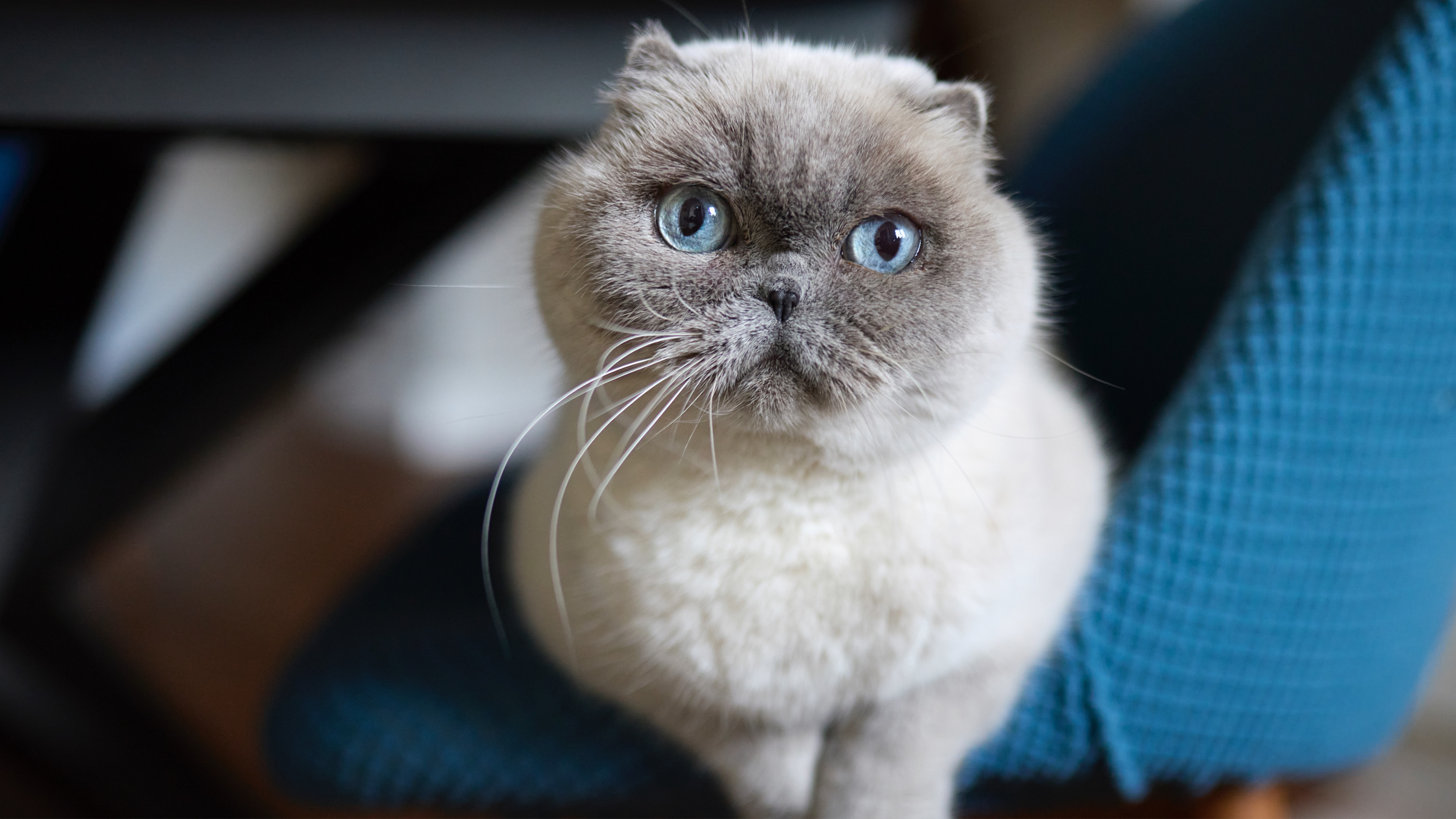 Scottish Fold