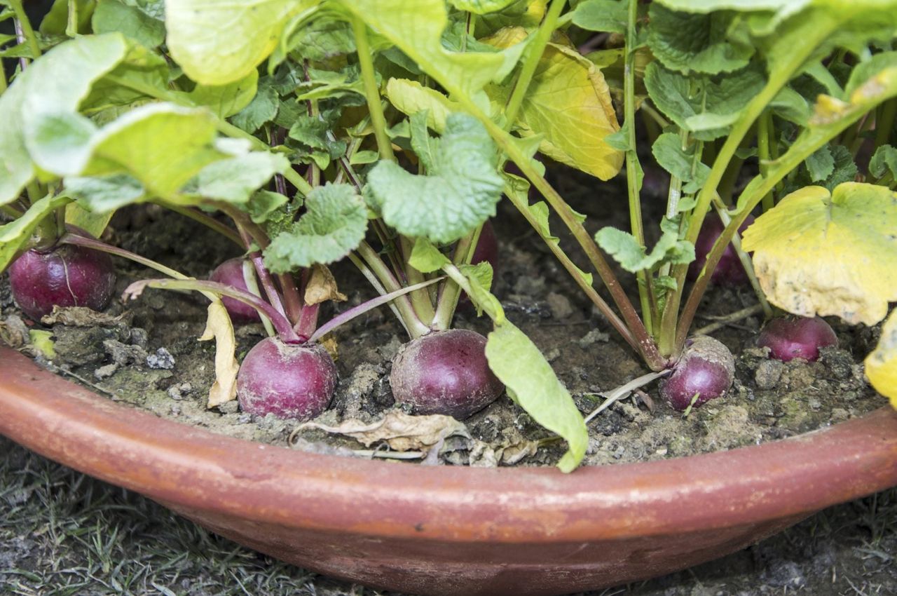 Yellow Radish Plant Leaves