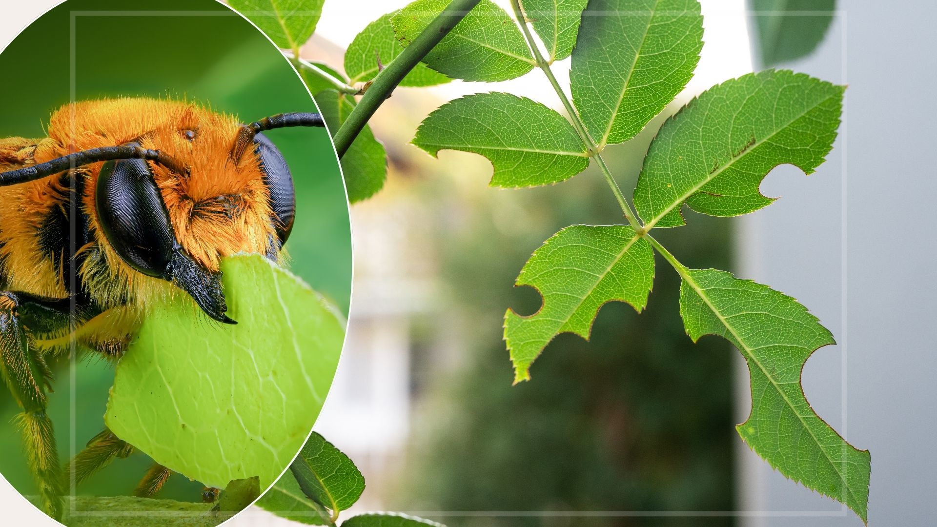 A comp image of a leafcutter bee (L) and a plant with leaves that have had holes cut from them