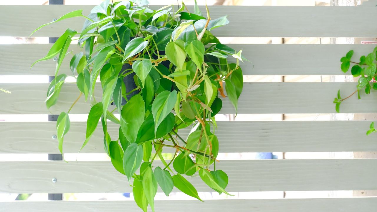 A philodendron plant growing in a hanging basket