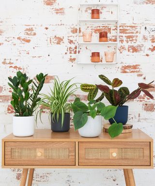 selection of low light loving houseplants on a shelf