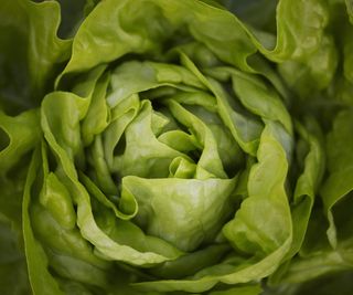 Close up of the head of butterhead lettuce