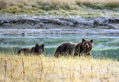 Grizzly bears in Yellowstone.