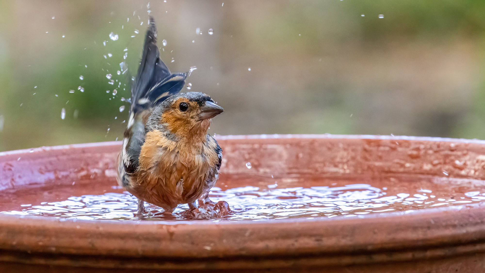 Bird in birdbath
