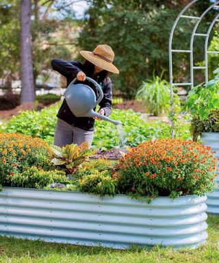 Woman waters raised bed