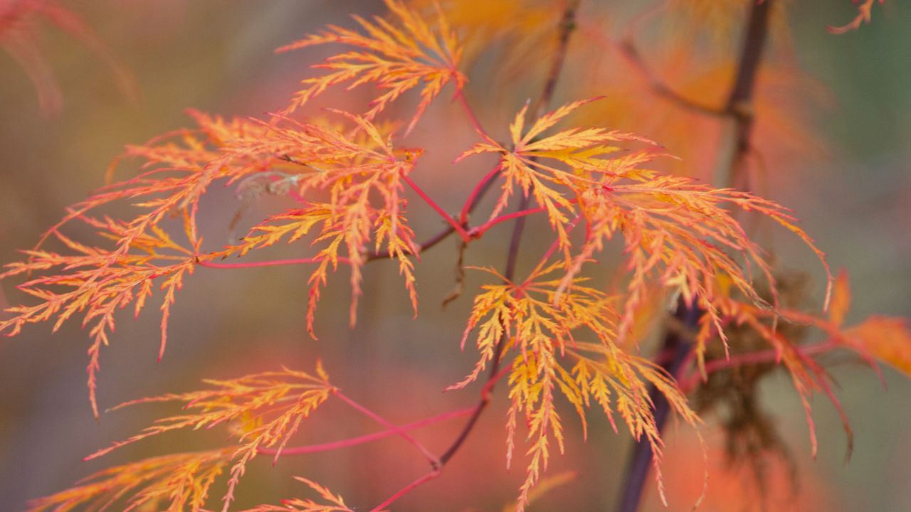 autumn plants: acer 