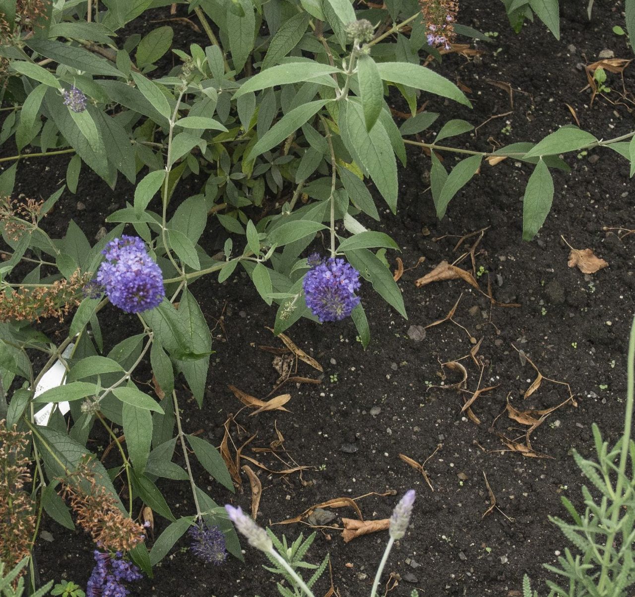 Several Purple Butterfly Bushes