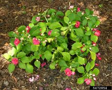 Impatiens Plants