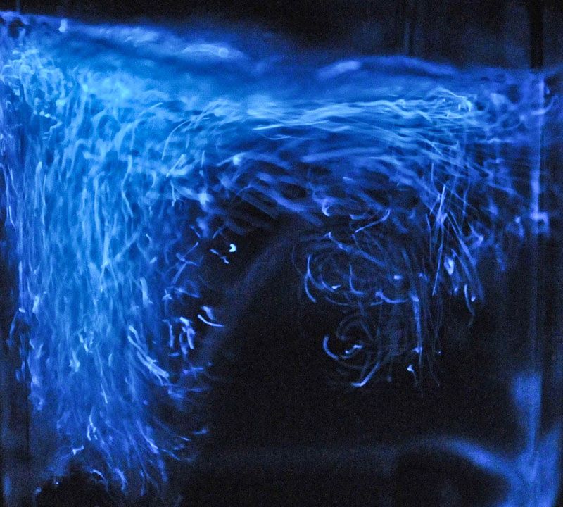 organisms generation of light