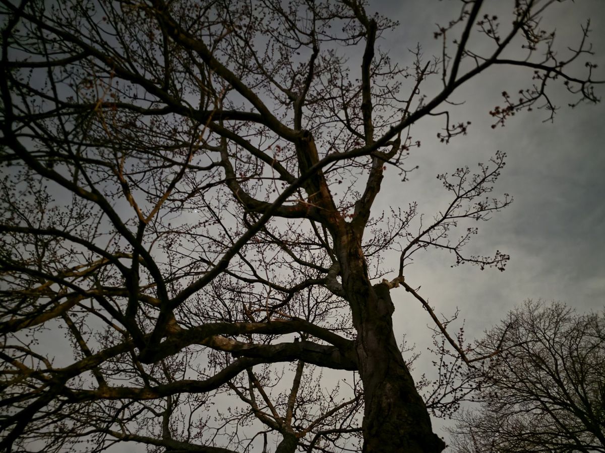 Samsung Galaxy S26 Ultra Standard Mode low light sample.