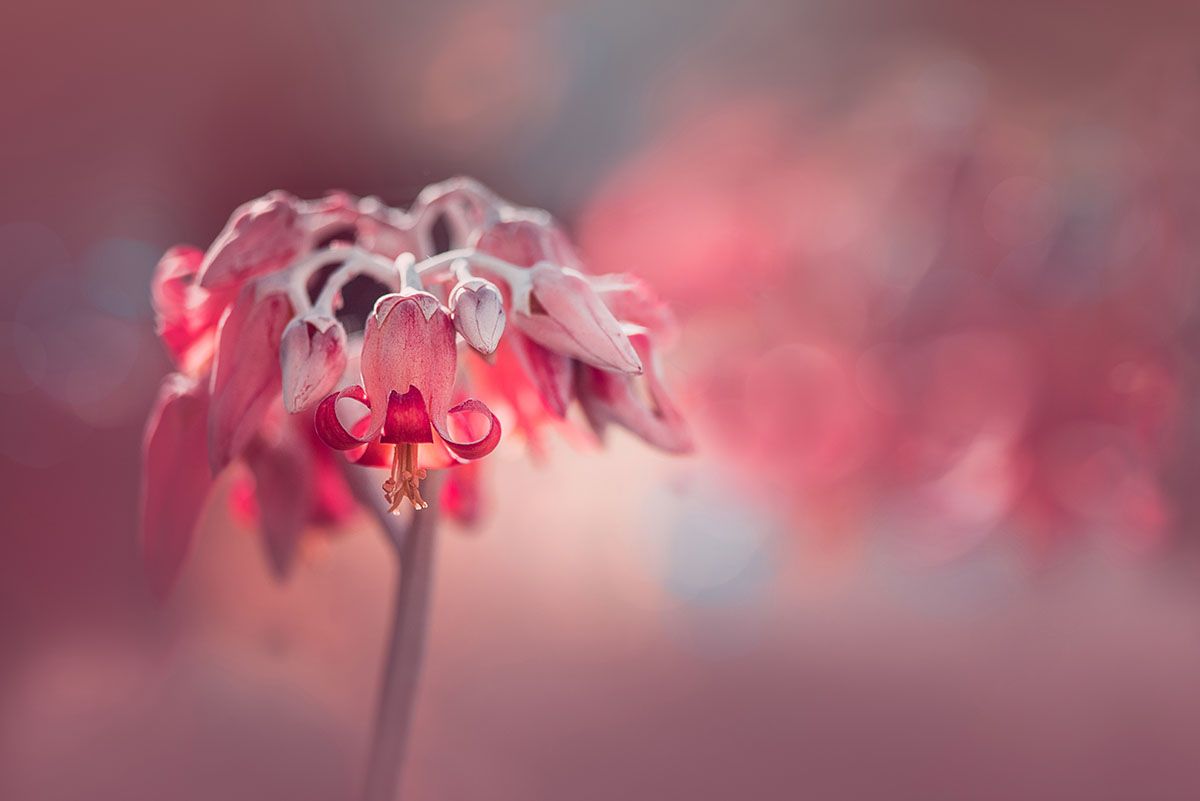 Category: The Beauty of Plants