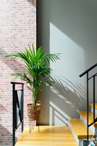 An Areca palm in a pot on a staircase