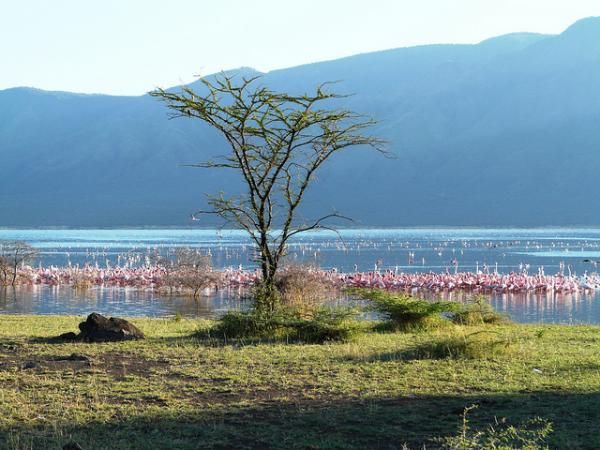 lake-bogoria-110627