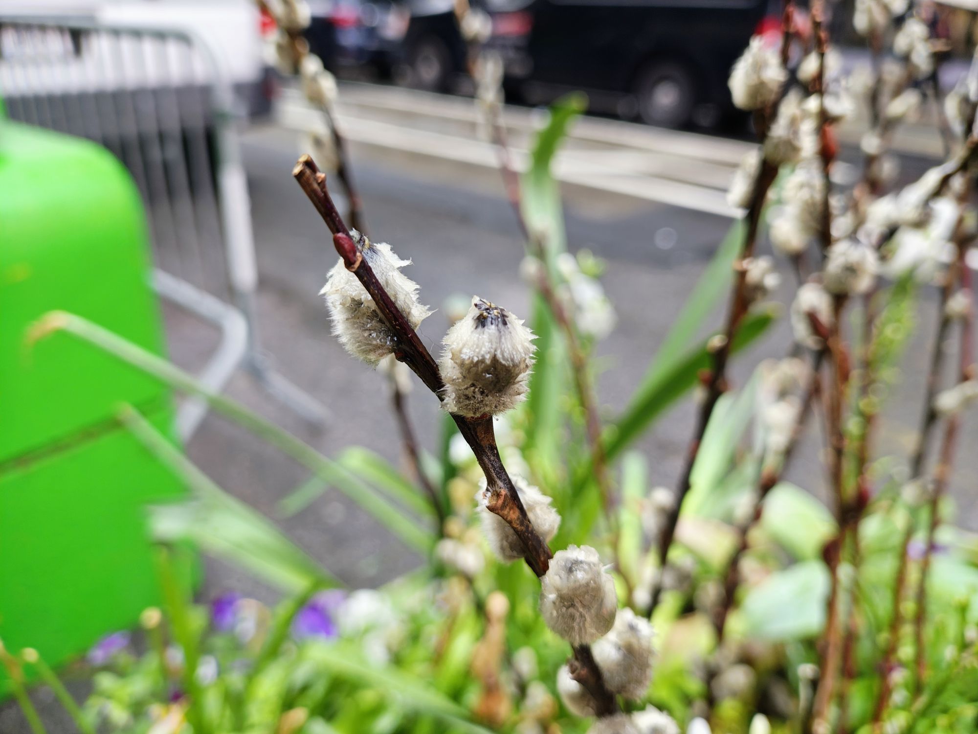 Motorola Razr Plus 2024 macro sample.