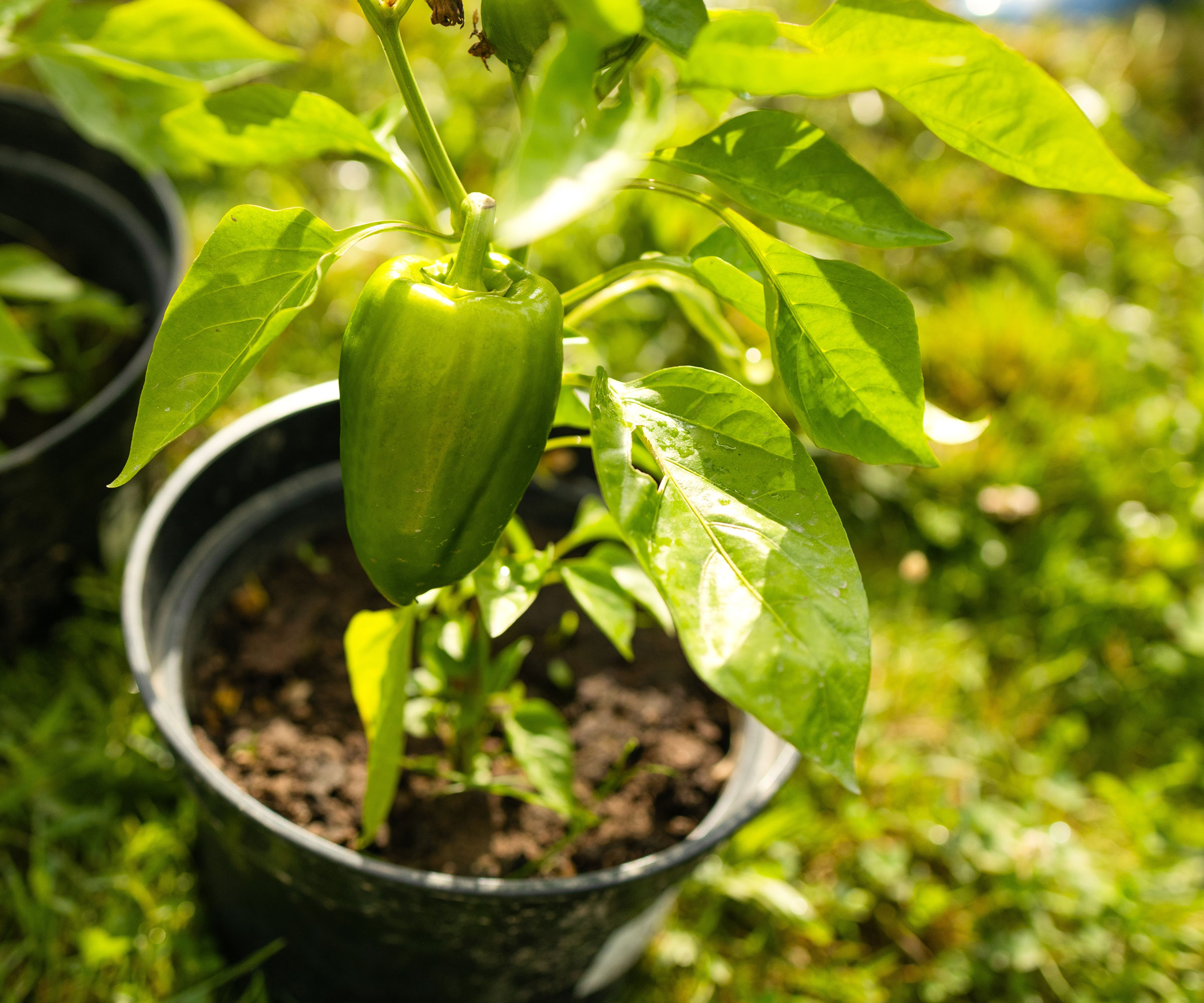 green bell pepper fruit on plant in black plastic container in backyard
