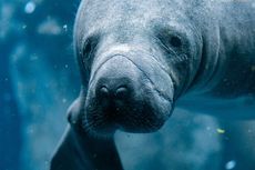 A close-up of a manatee.