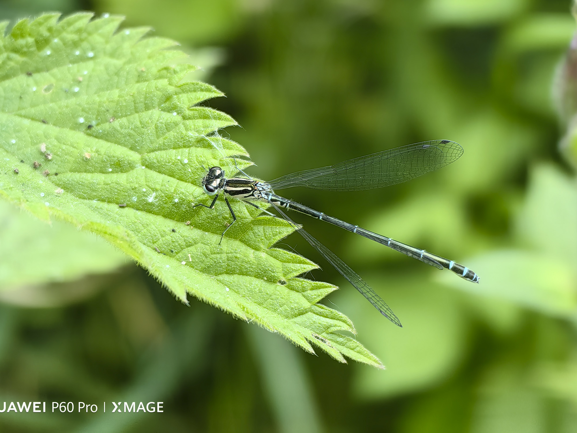 Huawei P60 Pro Closeup of a dragonfly on a leaf