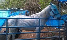 Miami-horse.jpg