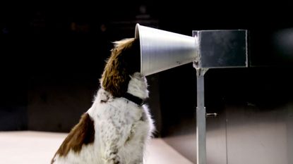 A springer spaniel is trained to sniff out coronavirus