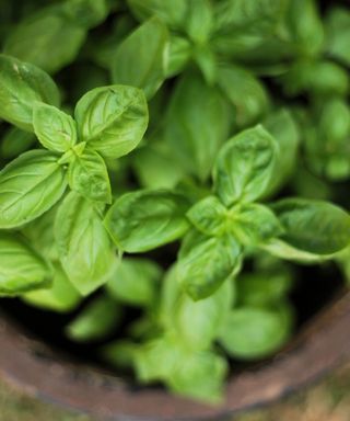 A green basil plant in a dark brown pot