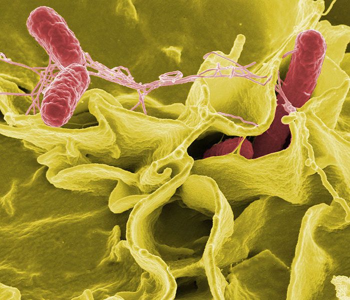 Salmonella typhimurium (red) invades cultured human cells in this color-enhanced scanning electron micrograph.