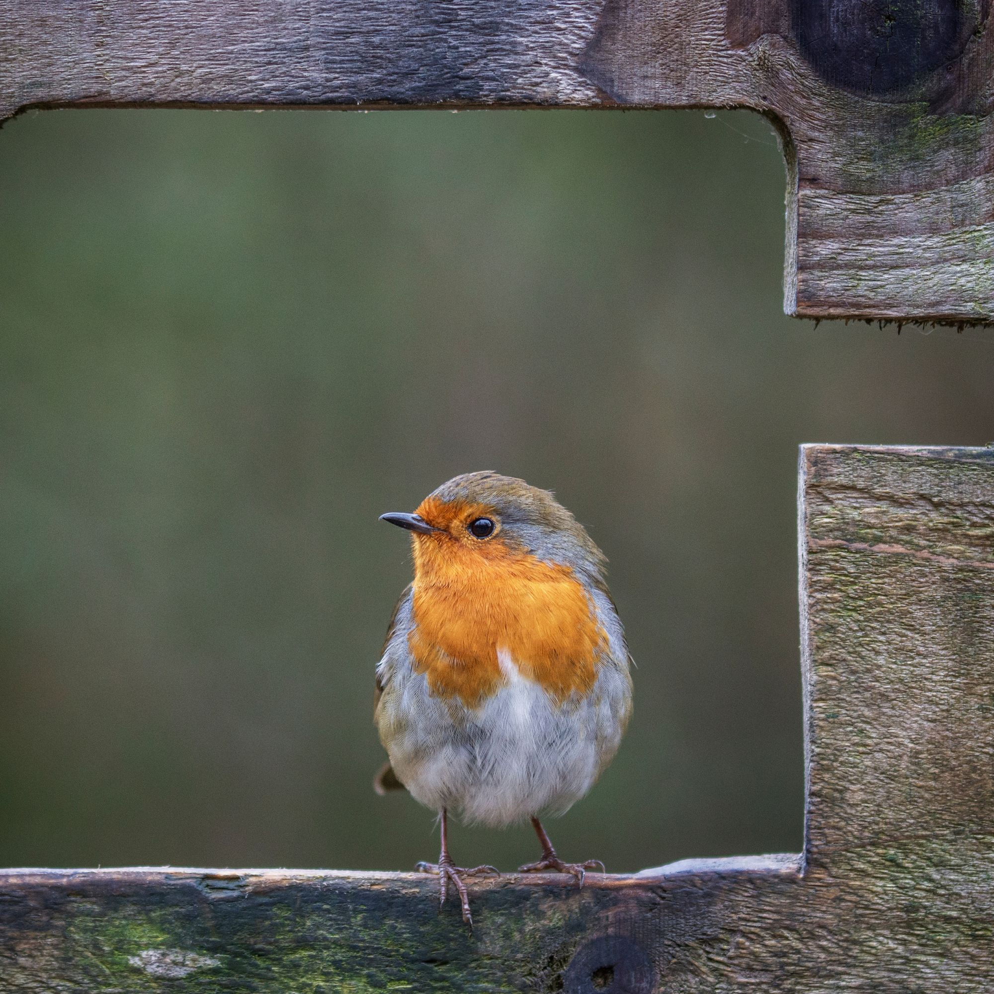 Robin sitting on wooden fence